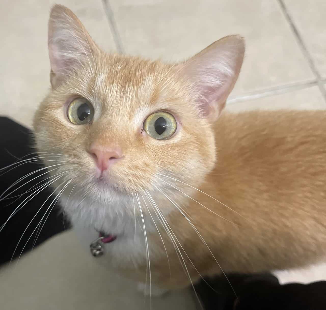 ✨ Rehoming Beautiful 1-Year-Old Cat – Ollie ✨ image 4