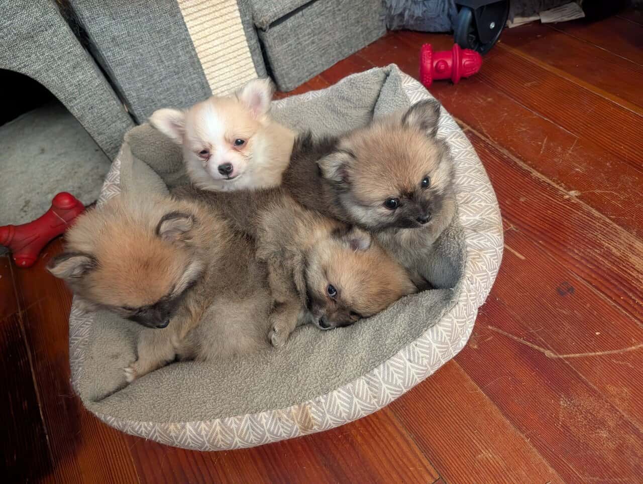 WA state pommeranian puppies image 2