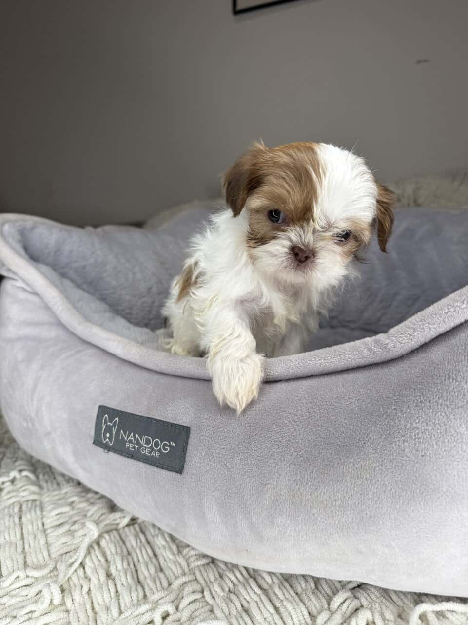 Shih Tzu Girl Puppy (Muffy) image 4