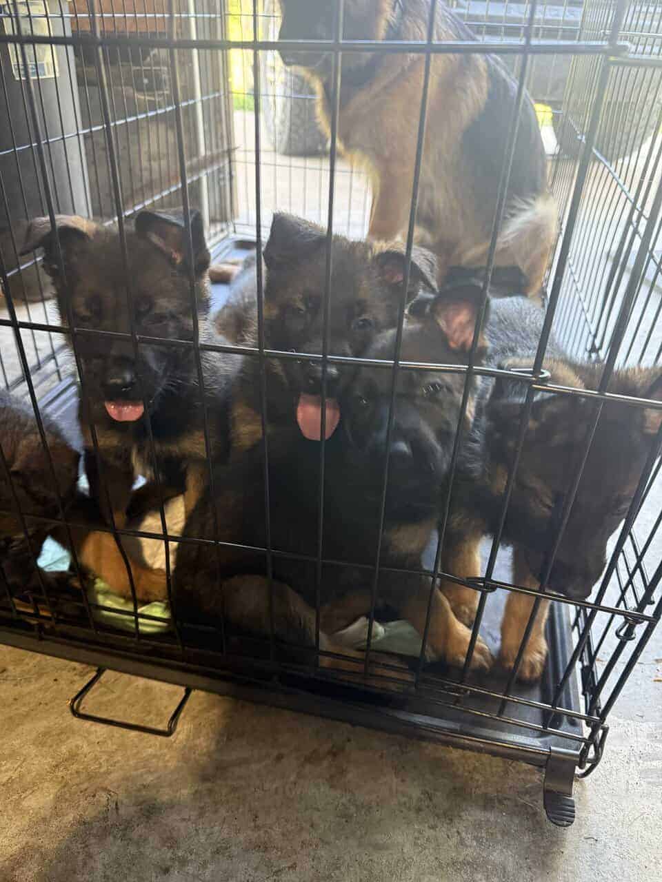 Litter of 7 German Shepard and Belgian Malinios image 3