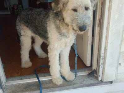Standard poodle 6 months old beautiful dog