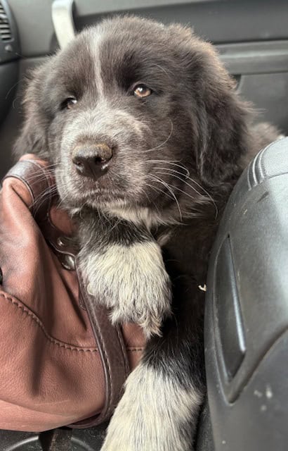 Livestock Guardian pups (LGD) image 9