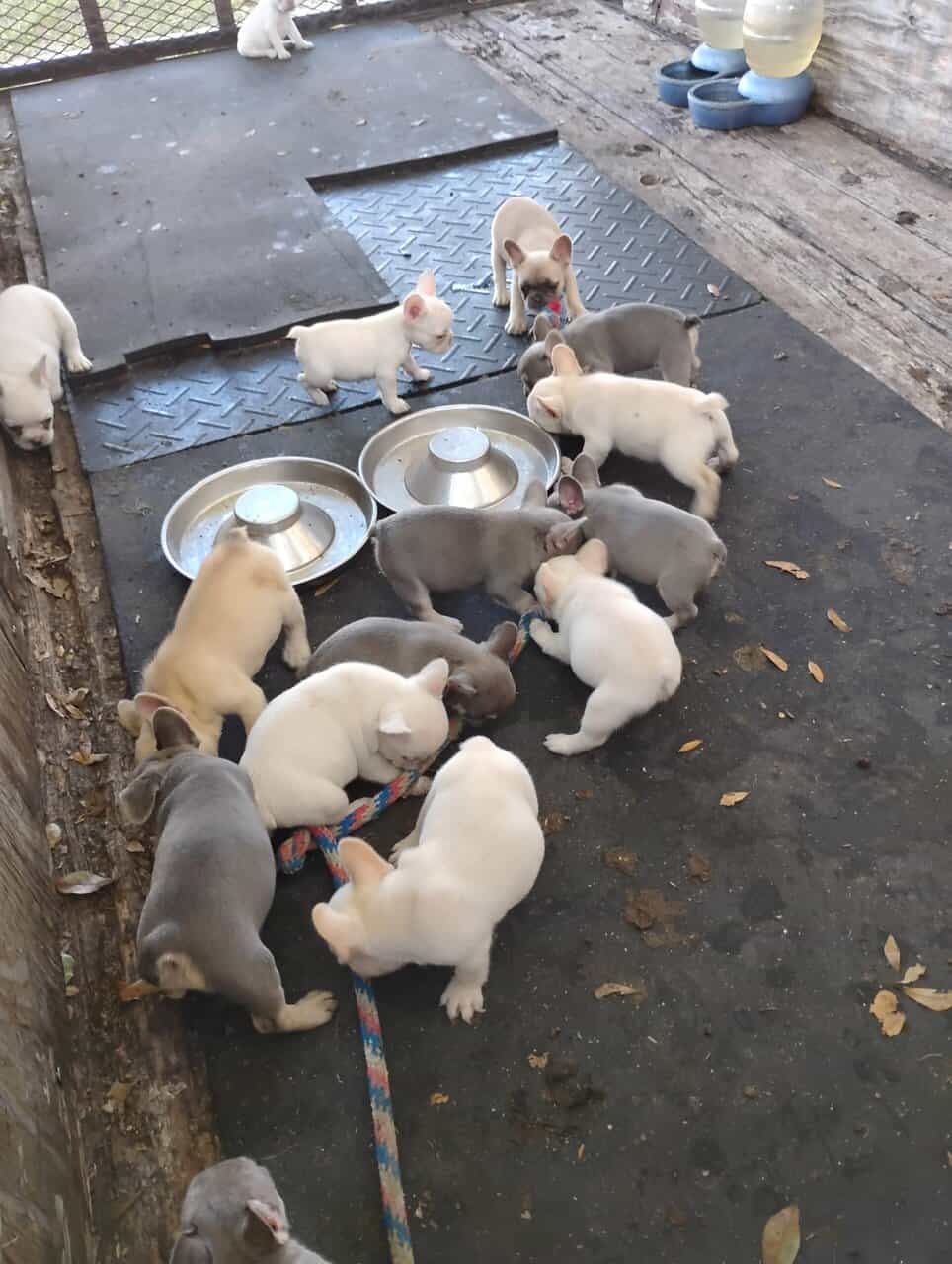 FRENCHIES looking for LOVE image 1