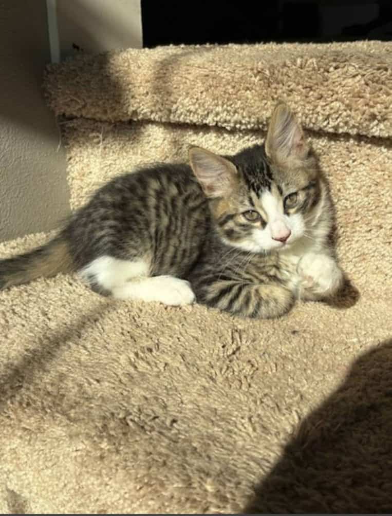 Kittens image 2