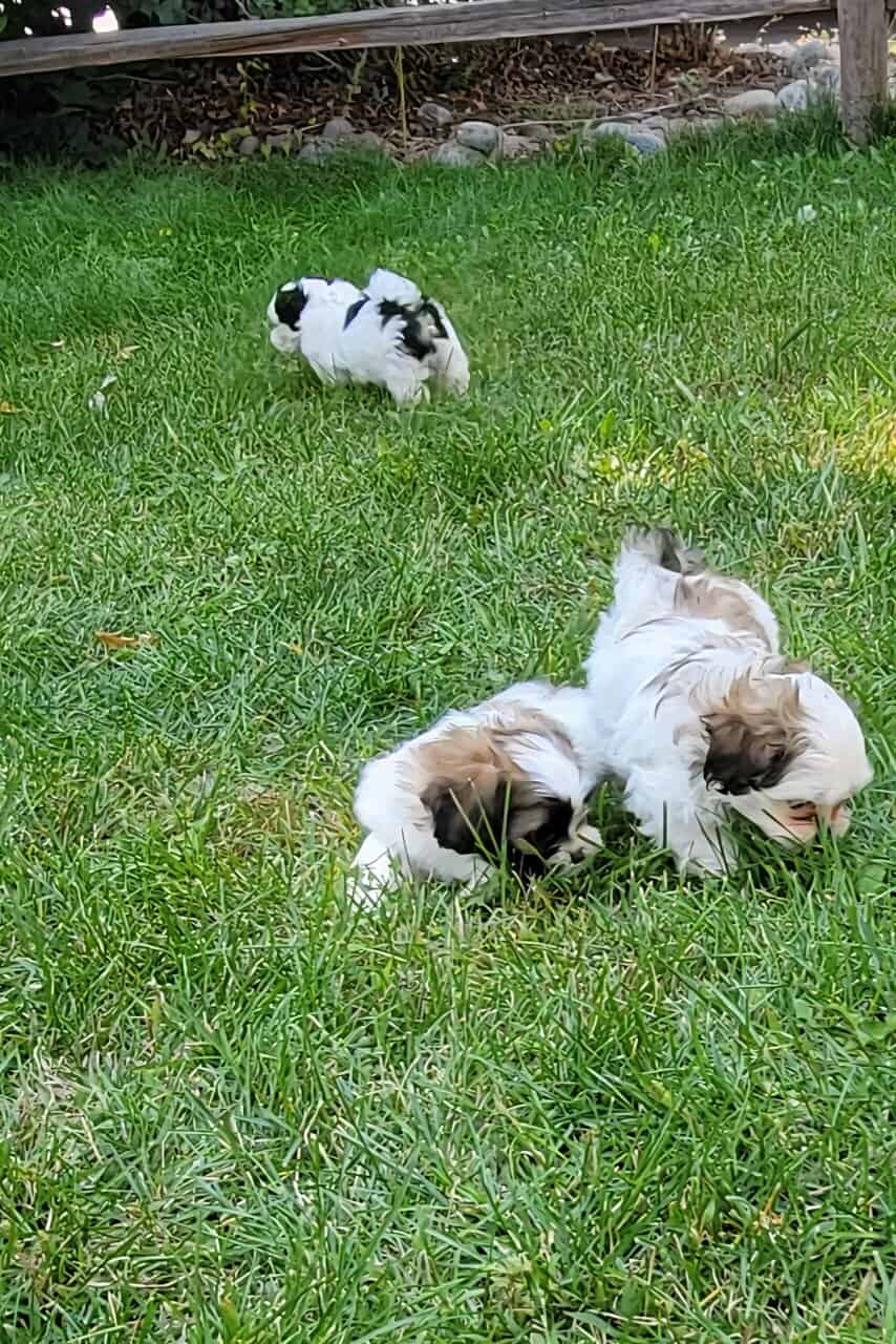 Shi Poo Bichon Puppies image 20