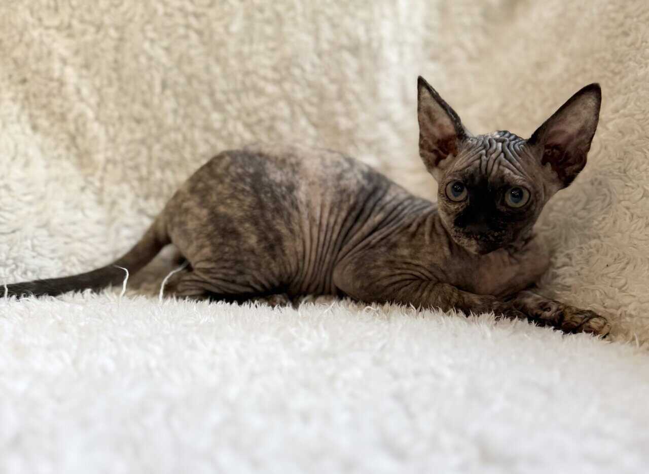 Sphynx Kittens image 2
