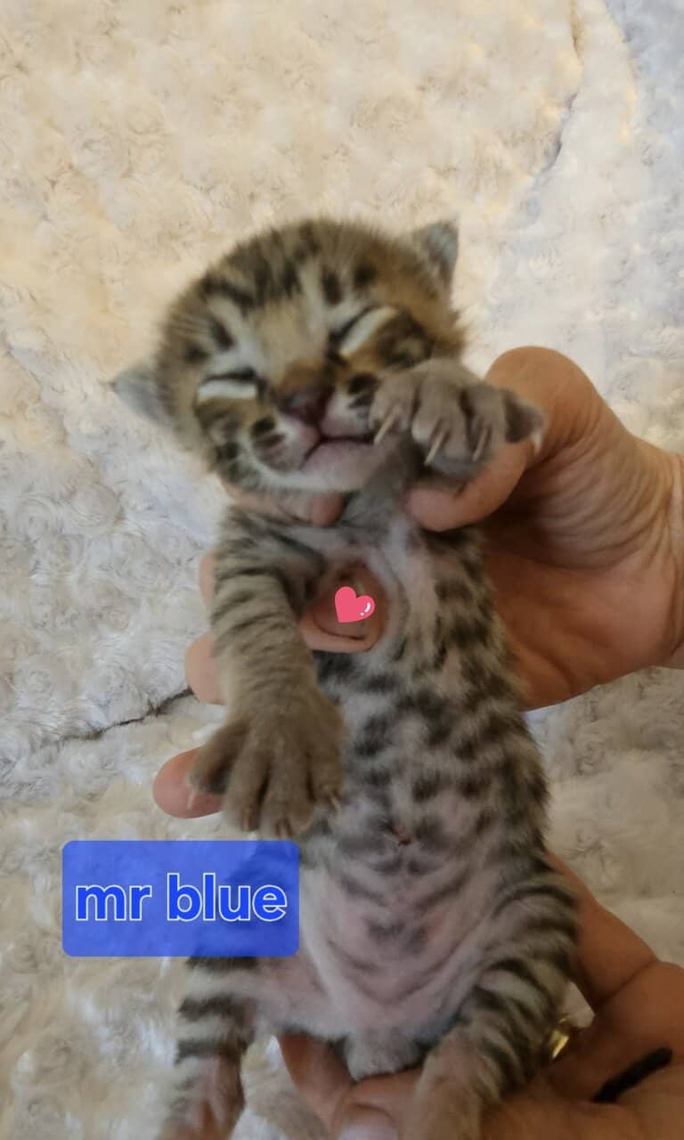 F6 Mr Blue-Supreme Grand Champion Sired Savannah image 5