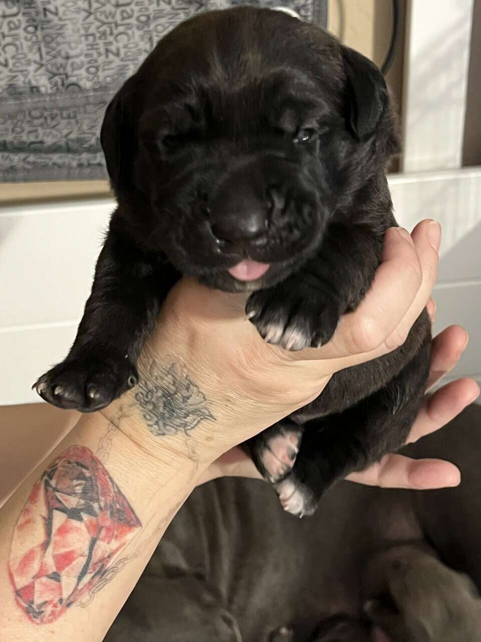 Cane Corso Puppy’s looking for there Furr Ever luv image 11