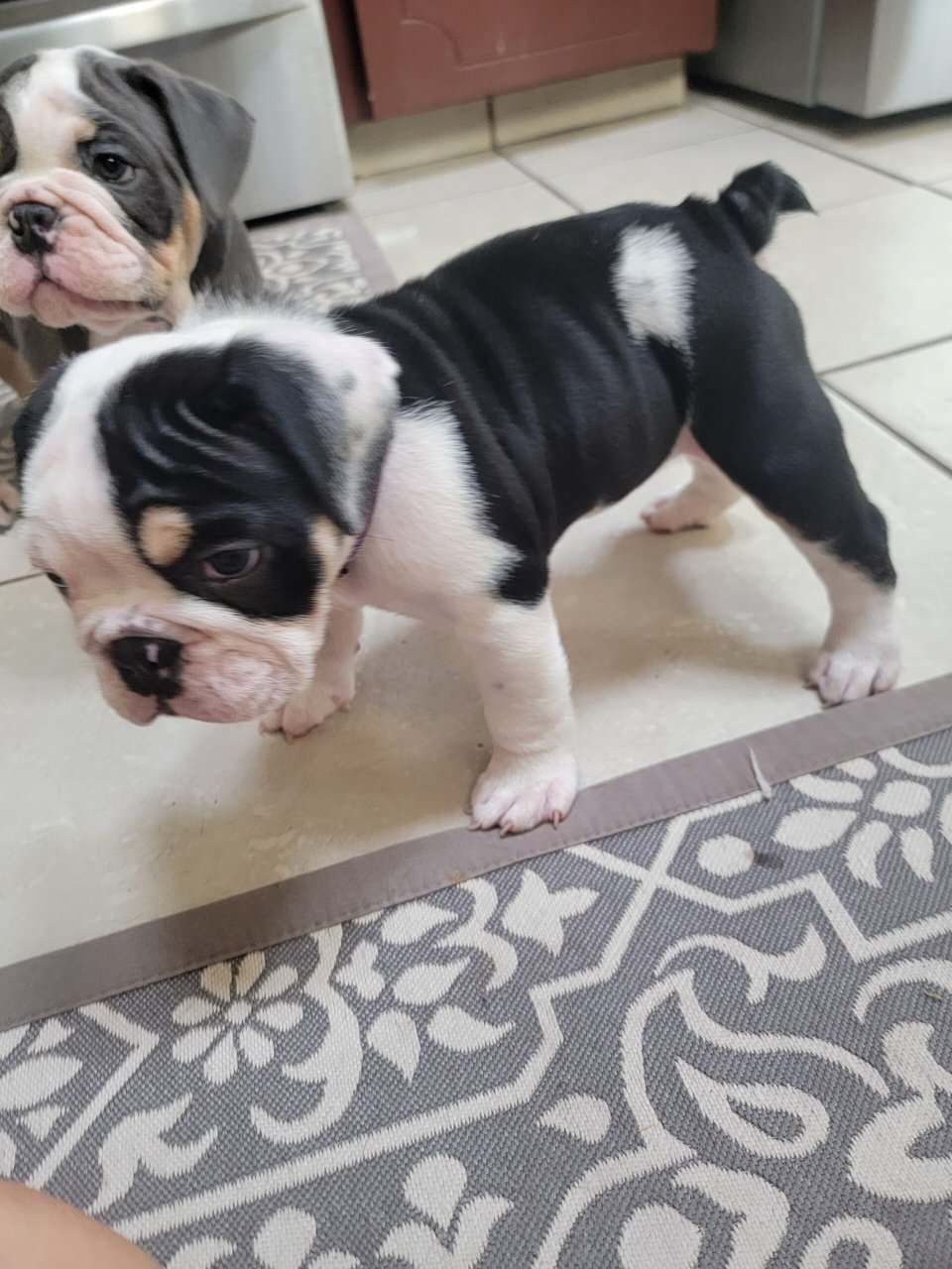 English bulldog puppies image 6