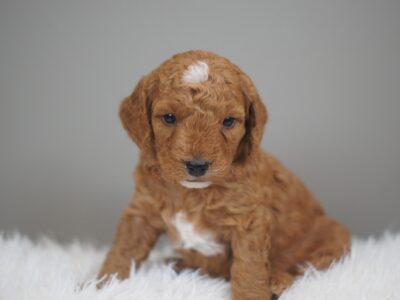 F1b Mini Goldendoodle