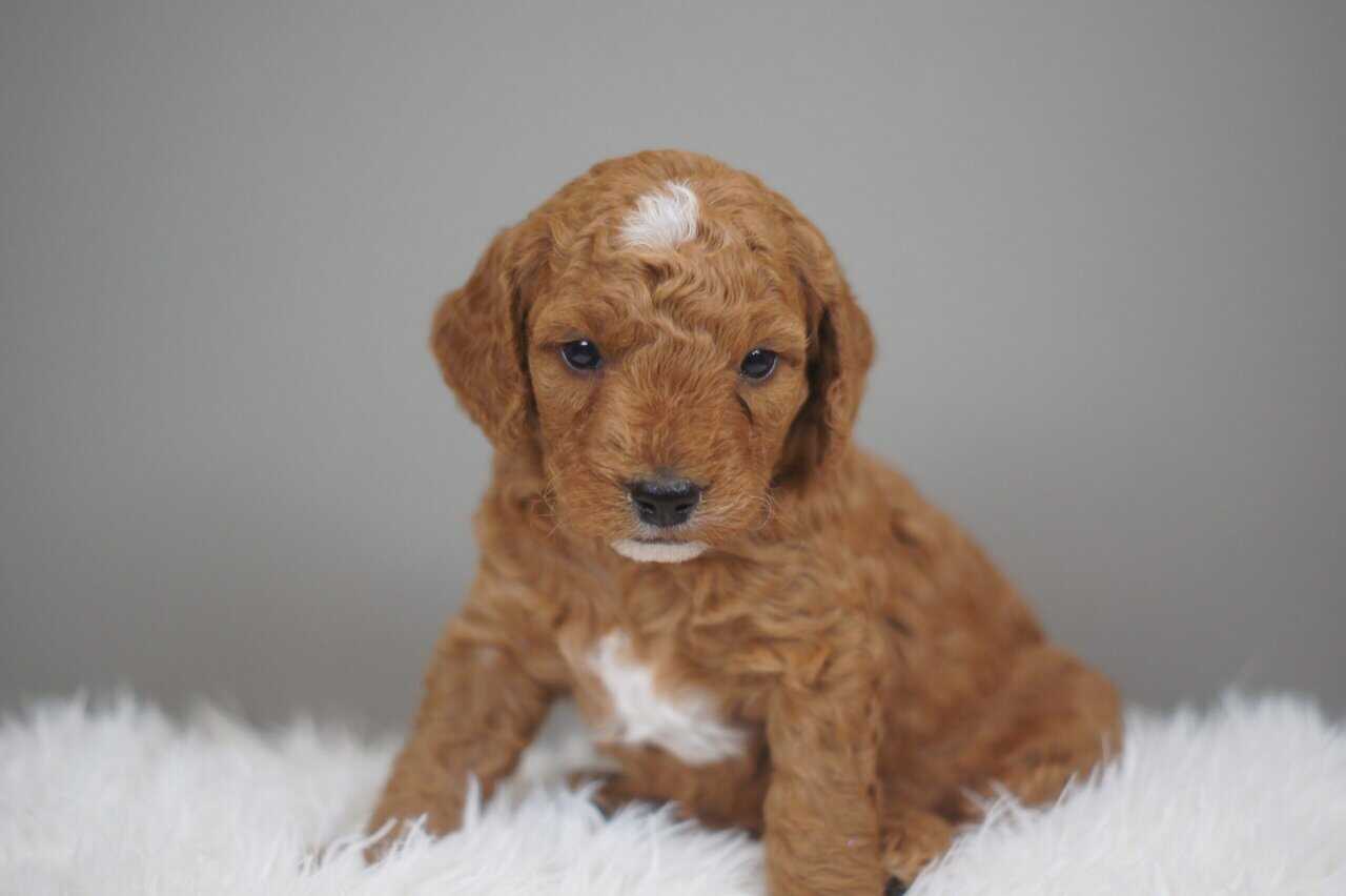 F1b Mini Goldendoodle image 1