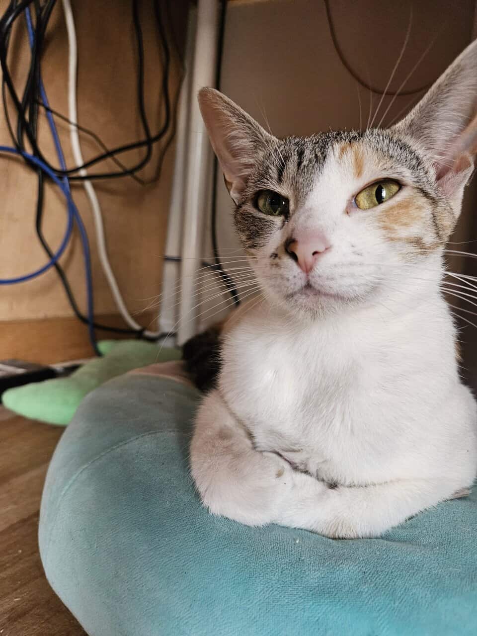 4 Female Cats, 1 yr, needing to be rehomed image 1