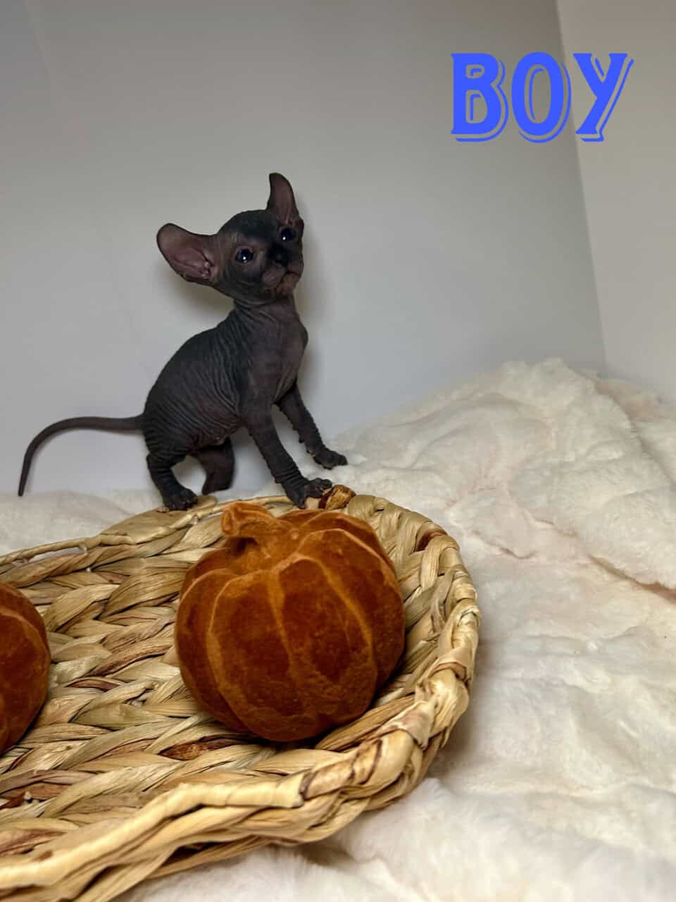 Sphynx Kittens image 5