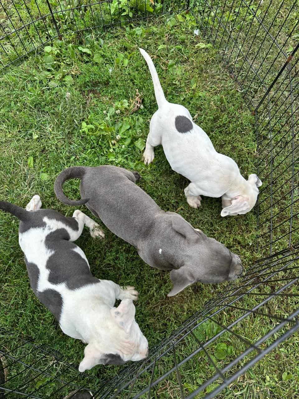 XL American Pitbull cross puppies image 3