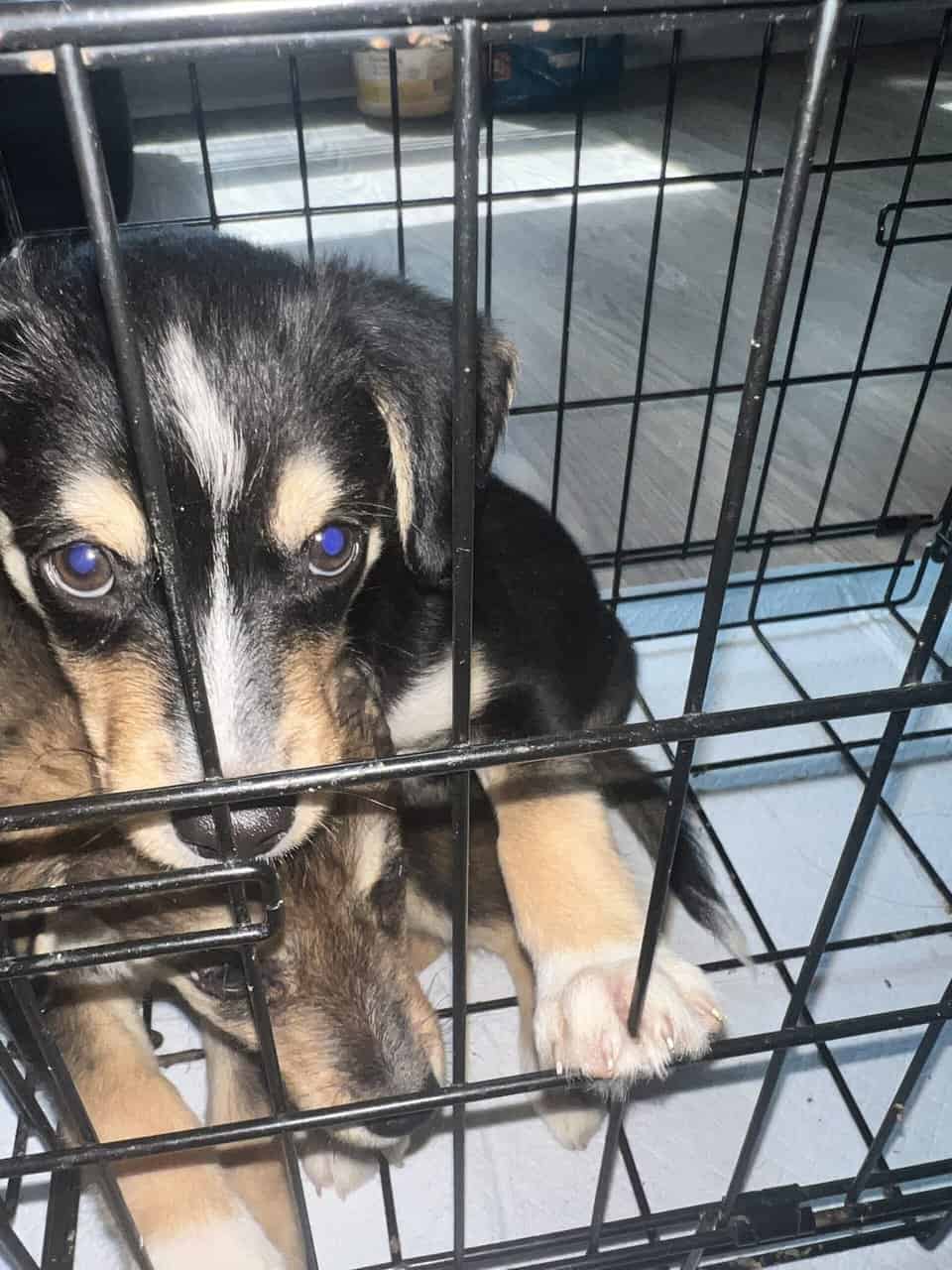 Puppies image 2