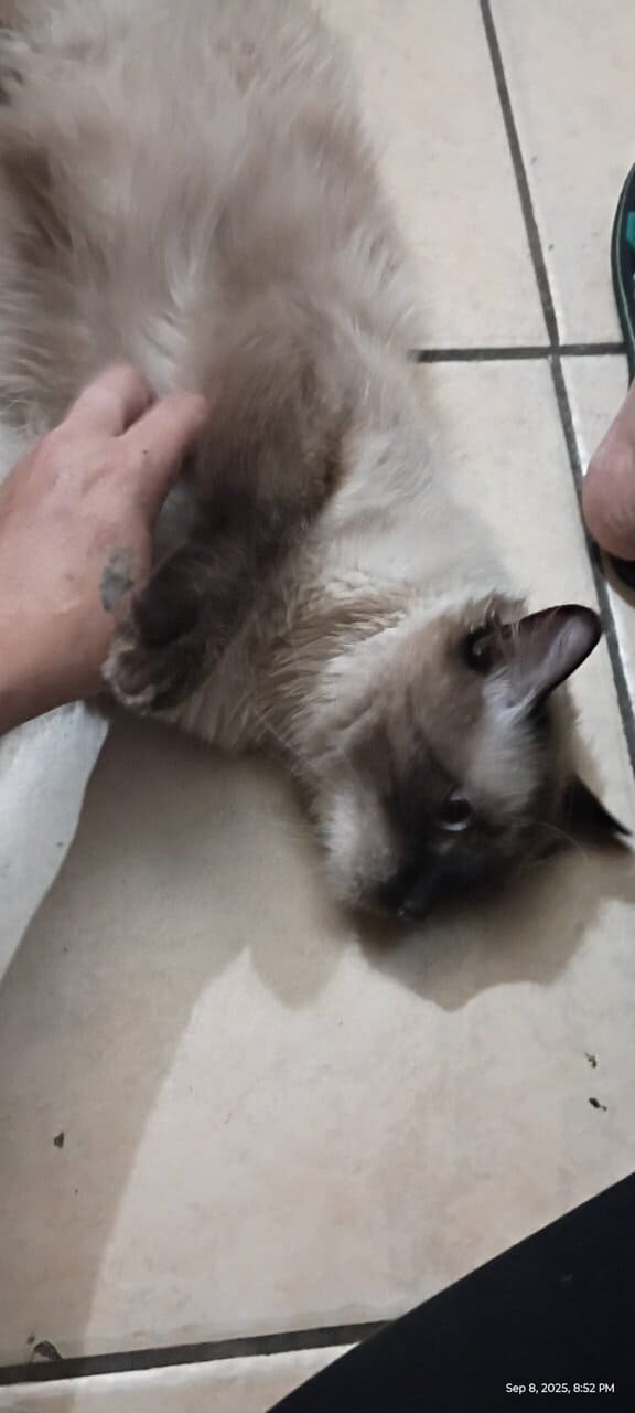 Year old Siamese male needs home ASAP image 4