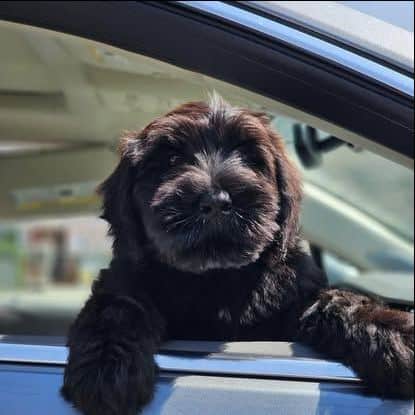Giant Schnauzer image 2