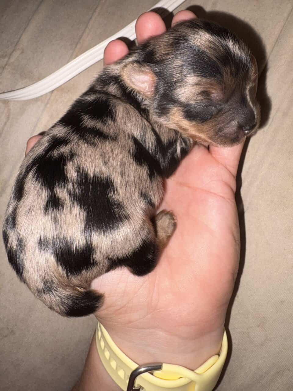Haven’s yorkies image 1