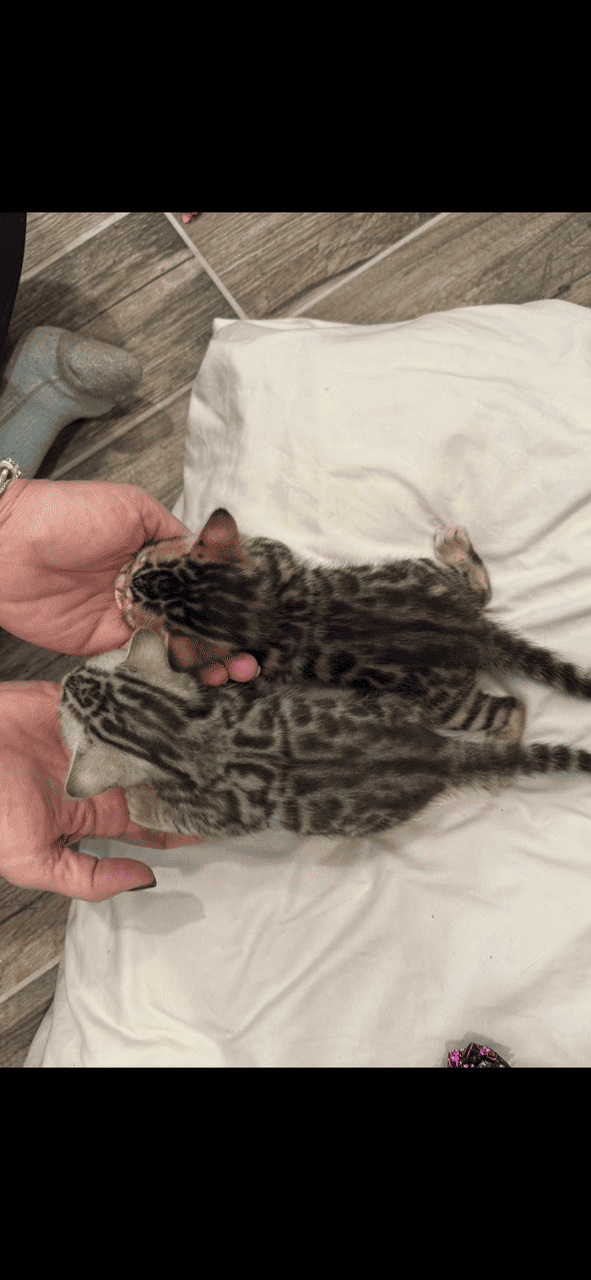 Bengal Kittens Available image 3