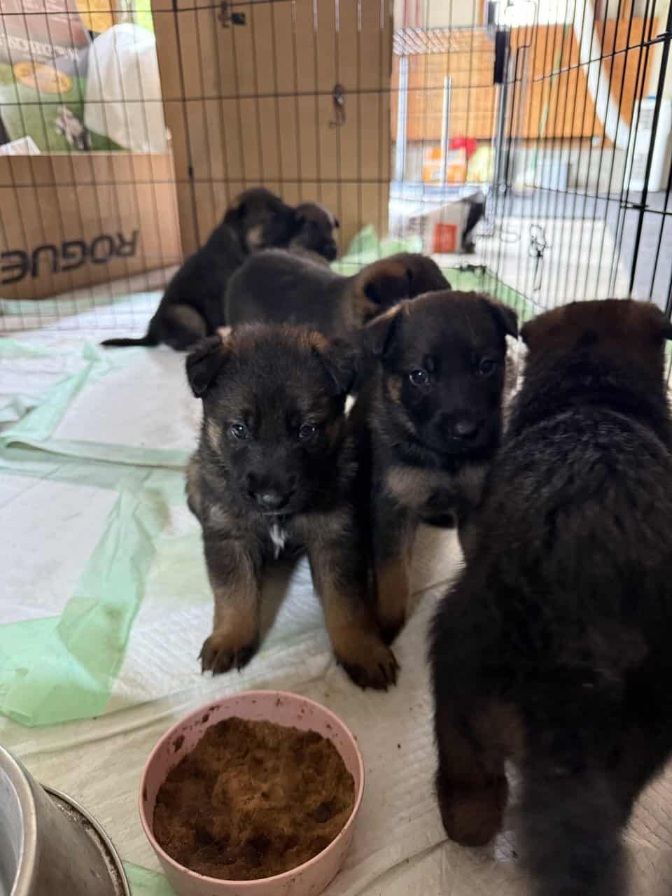 Litter of 7 German Shepard and Belgian Malinios image 5