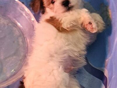 Yorkie / Miniature Poodle