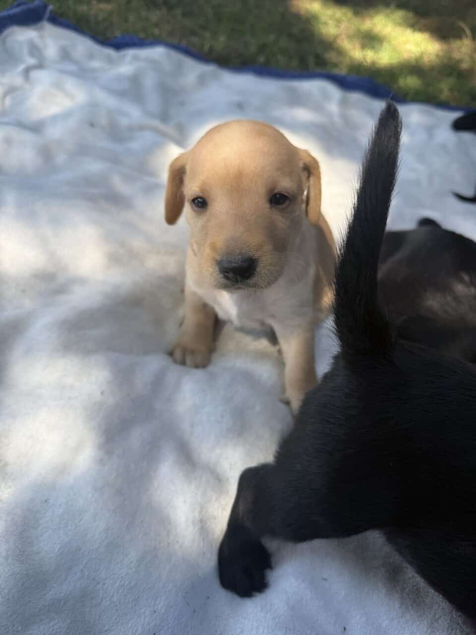 Beautiful Standard poodle/terrior puppies image 4