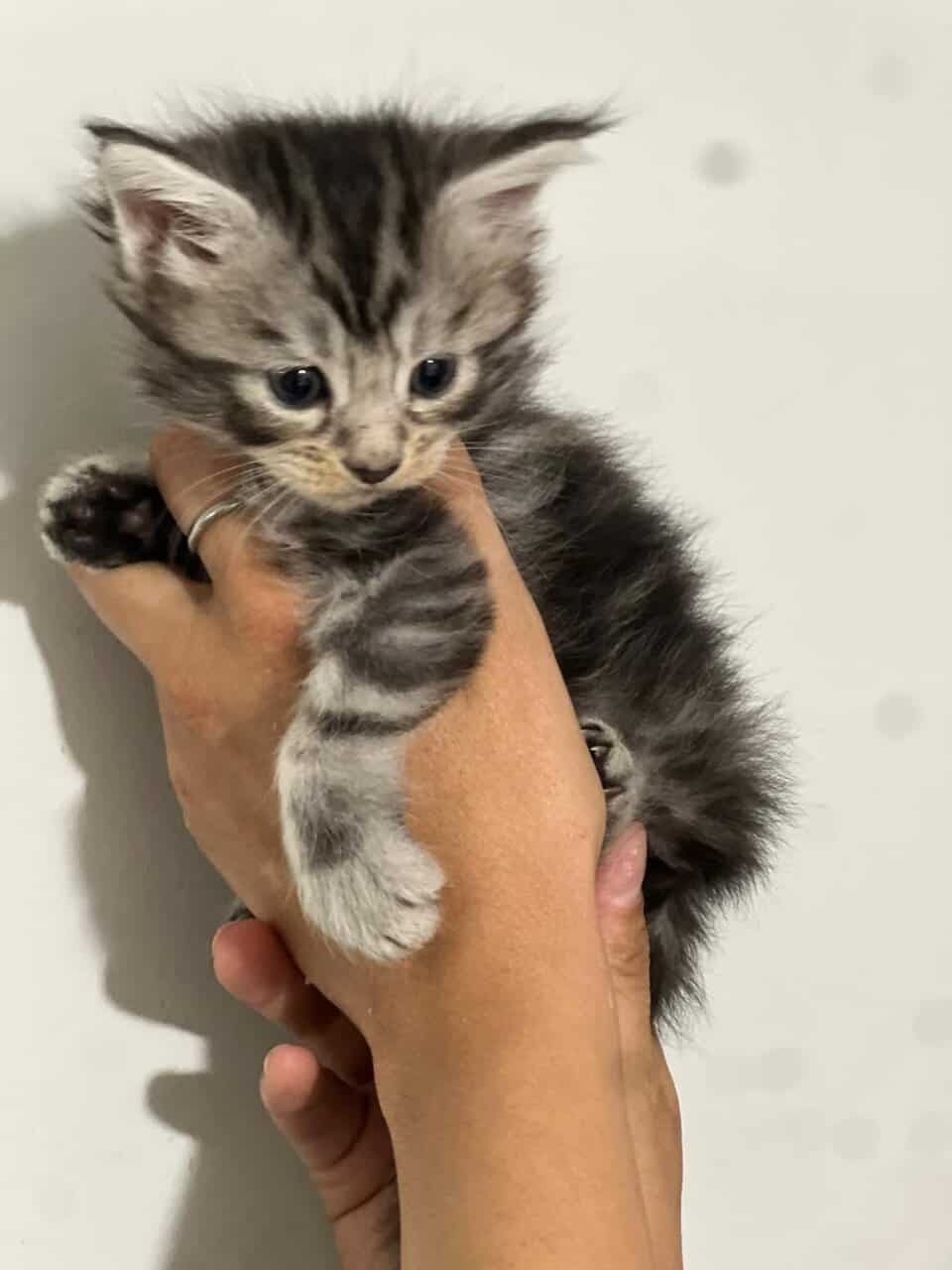 EUROPEAN GORGEOUS MAINE COON Kittend tica text image 4