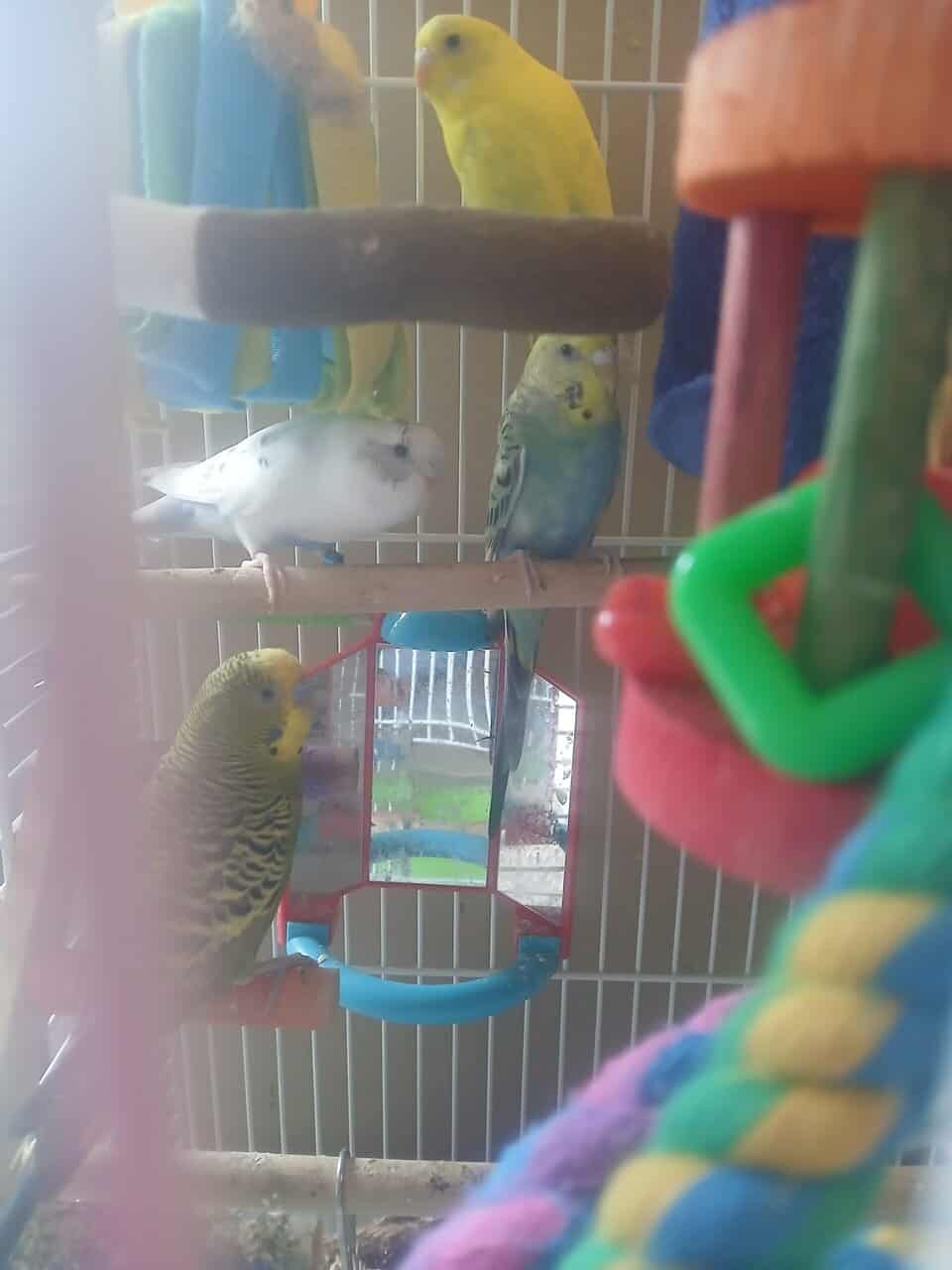Parakeets with all cage supplies included image 3