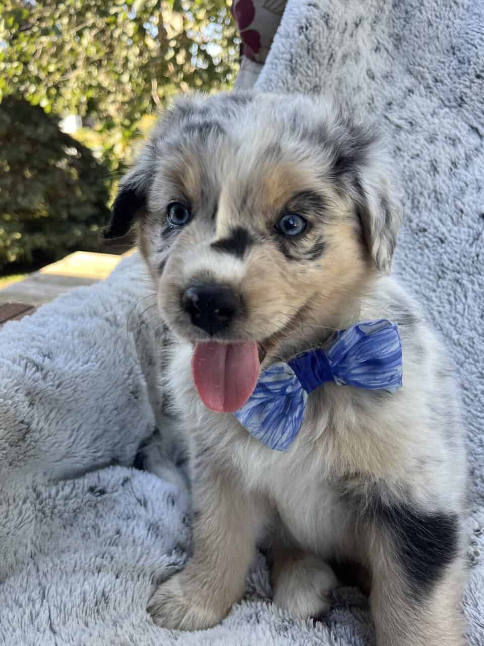 AKC Pure Bred Australian Shepherds image 1