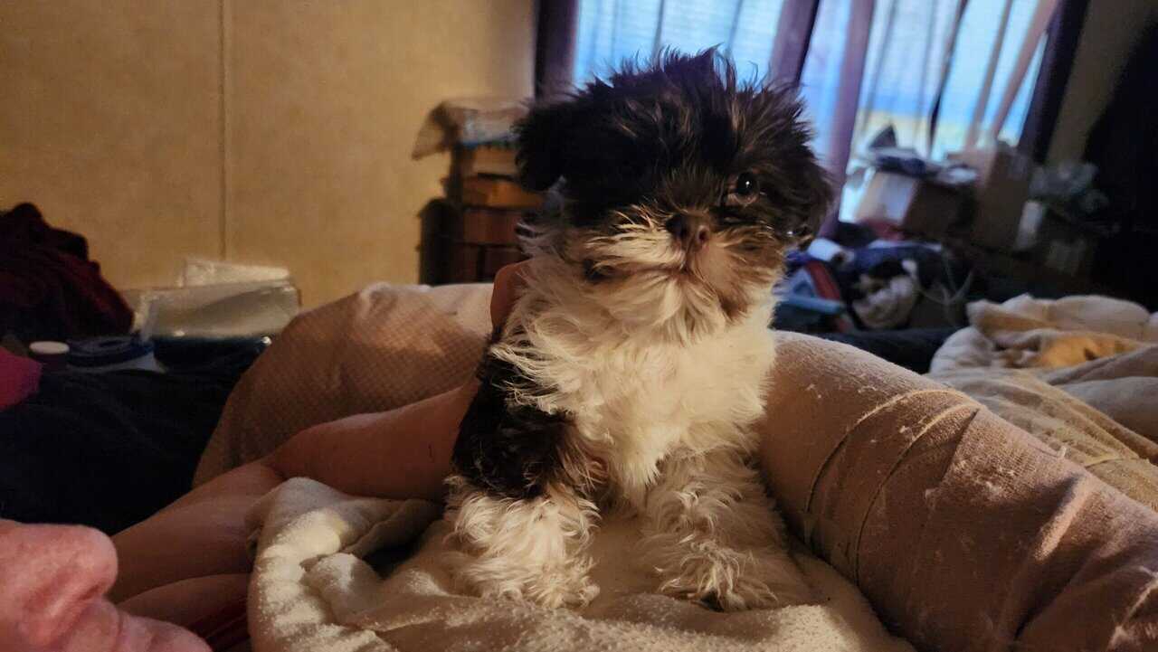 9wk old male shih tzu image 1