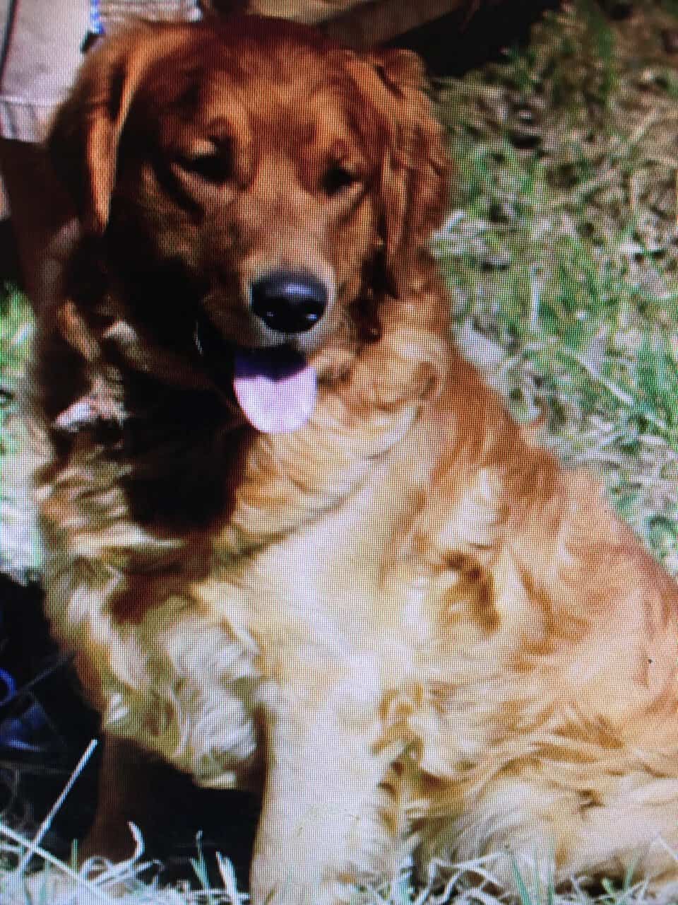 AKC Golden Retriever Pups image 3