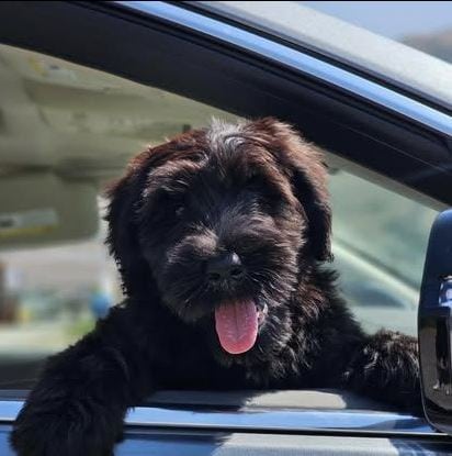 Giant Schnauzer image 4