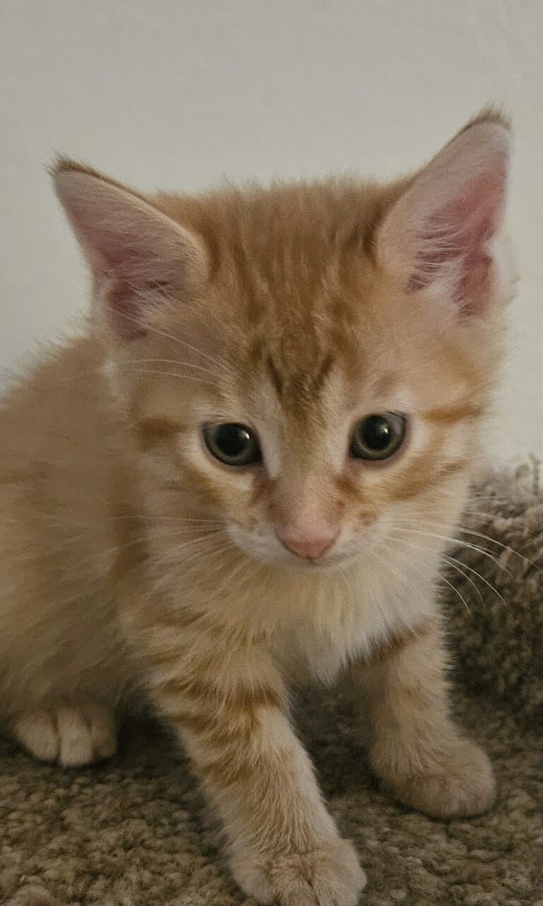 Sweet Kittens image 1