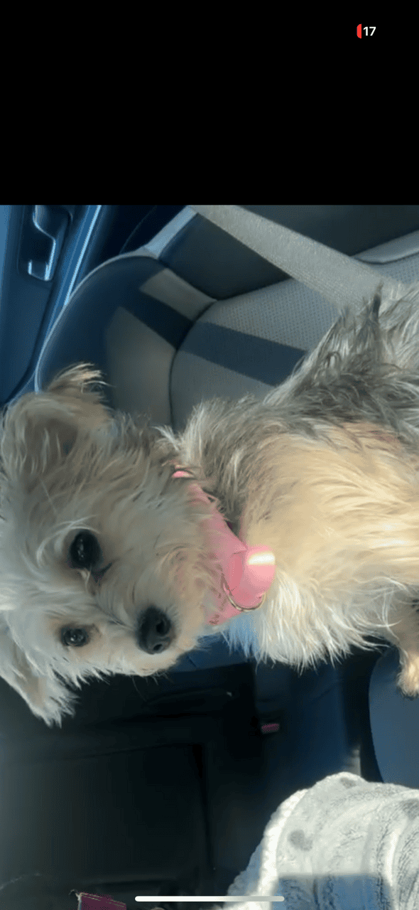 6MO YORKIE image 2