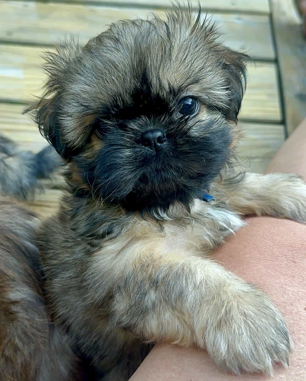 ShihTzu Puppies image 1