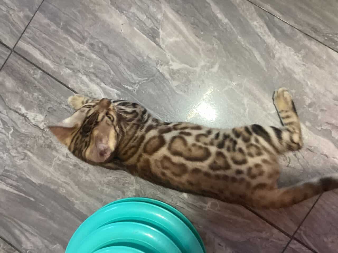 Purrr-n’s Wild Kingdom Exotic. YKittens image 1