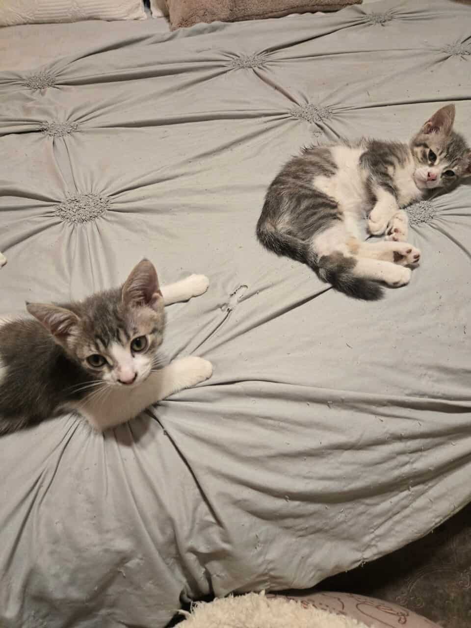 4 twelve week old kittens ready for rehoming image 4