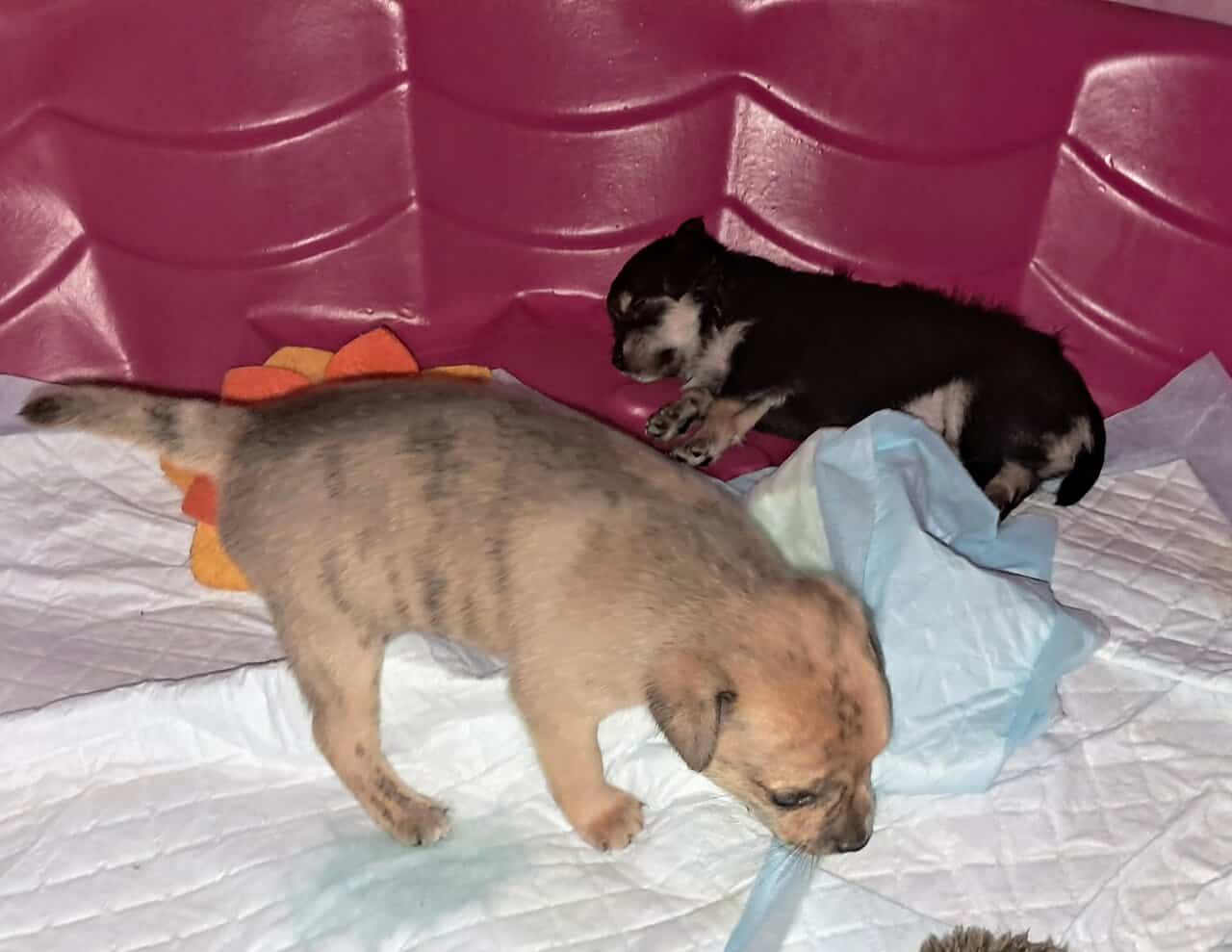 Litter of 4 born 8/1 Chihuahua and Chichi image 6