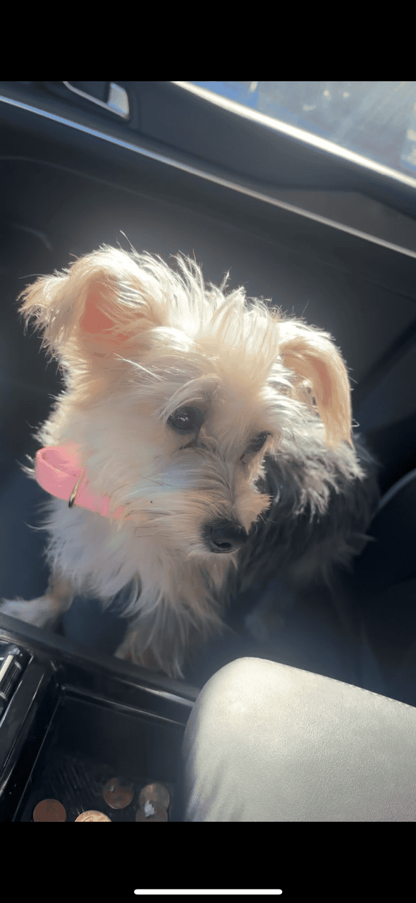 6MO YORKIE image 1