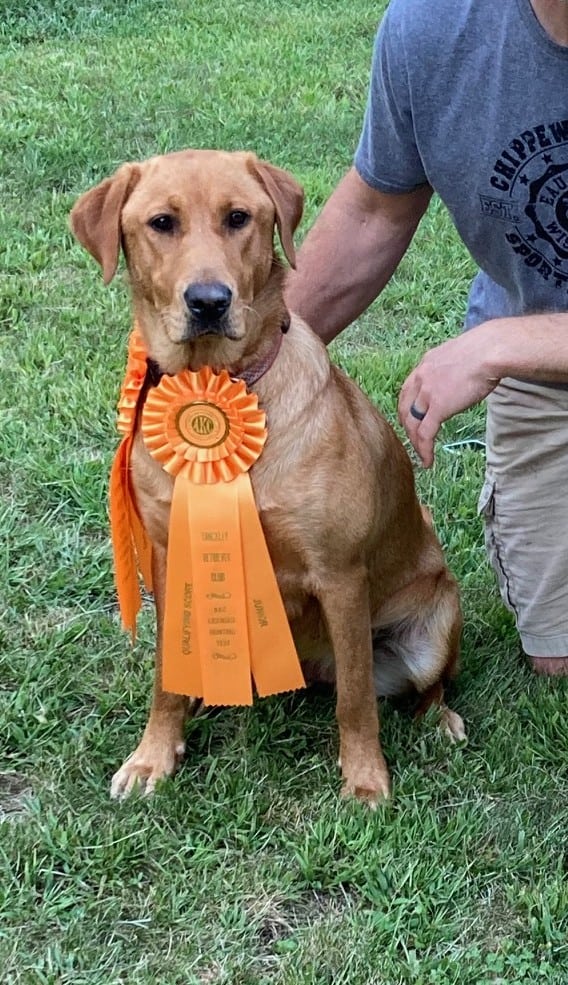 Fox Red Labs with Loaded Pedigrees image 3
