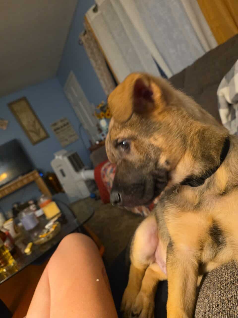 German shepherd puppies image 4