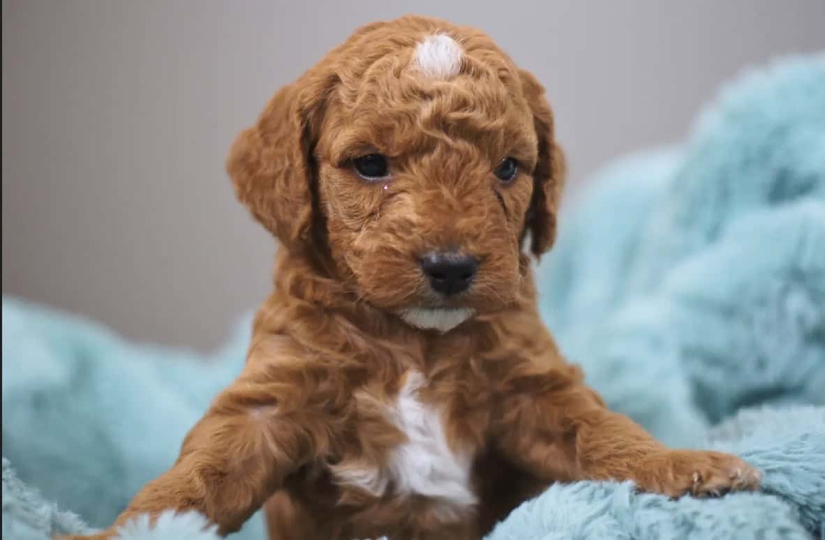 F1 Mini GoldenDoodle image 2