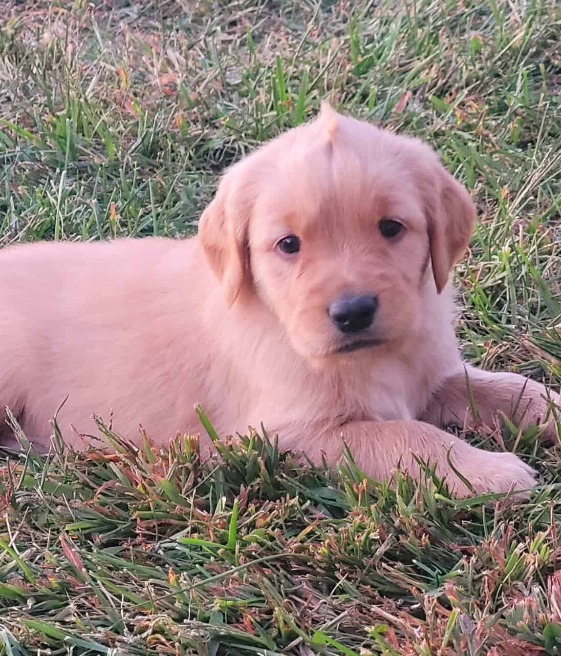 Golden Retriever puppies image 14