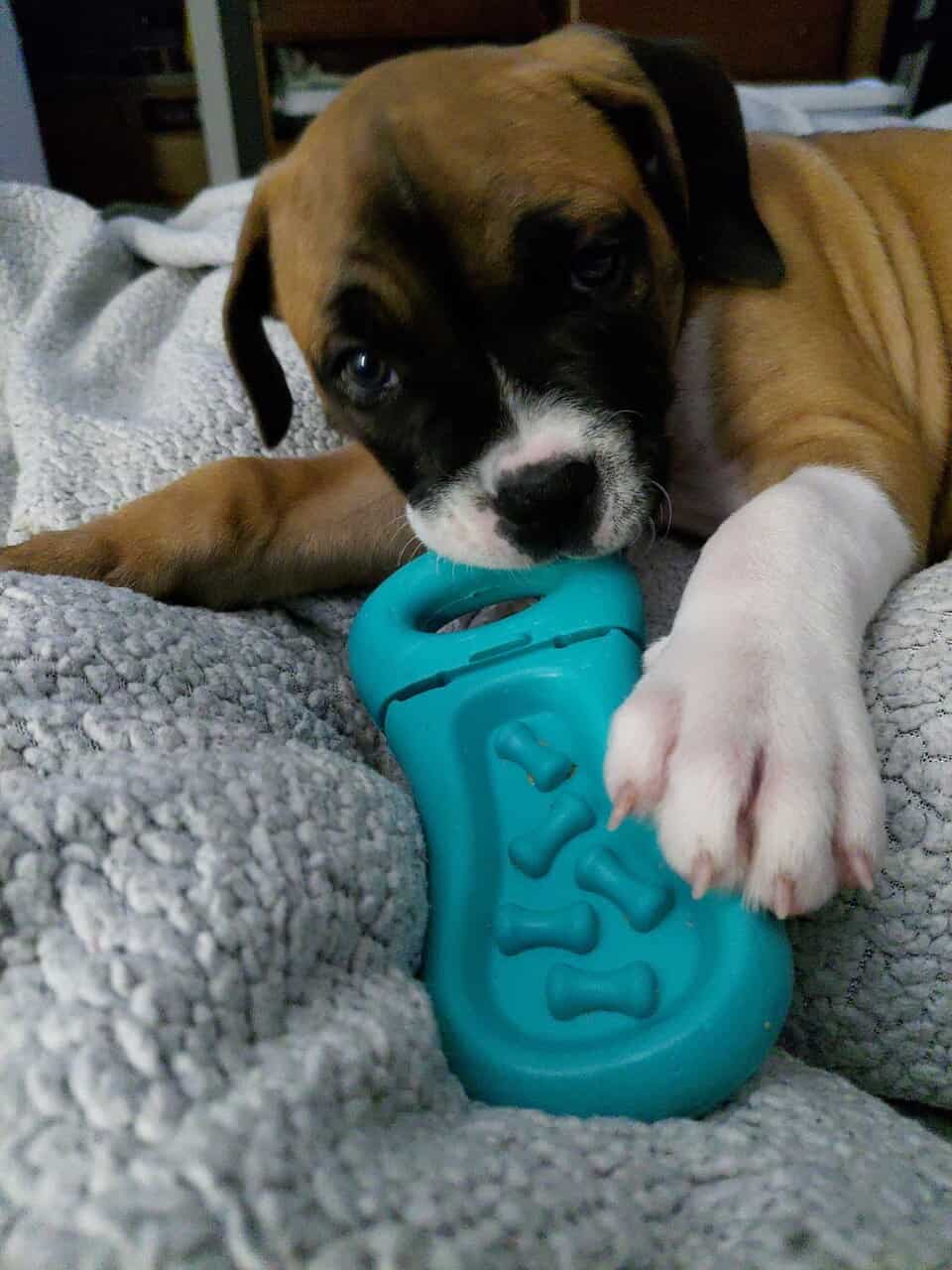 Puppy image 4