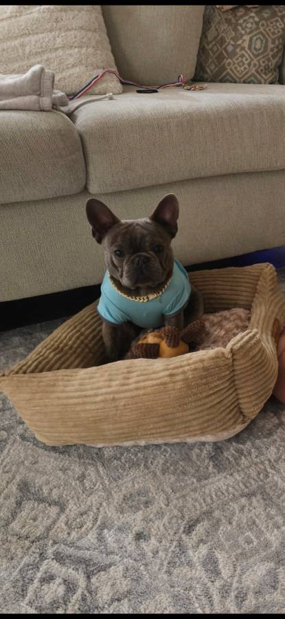 French Bulldog AKC image 1