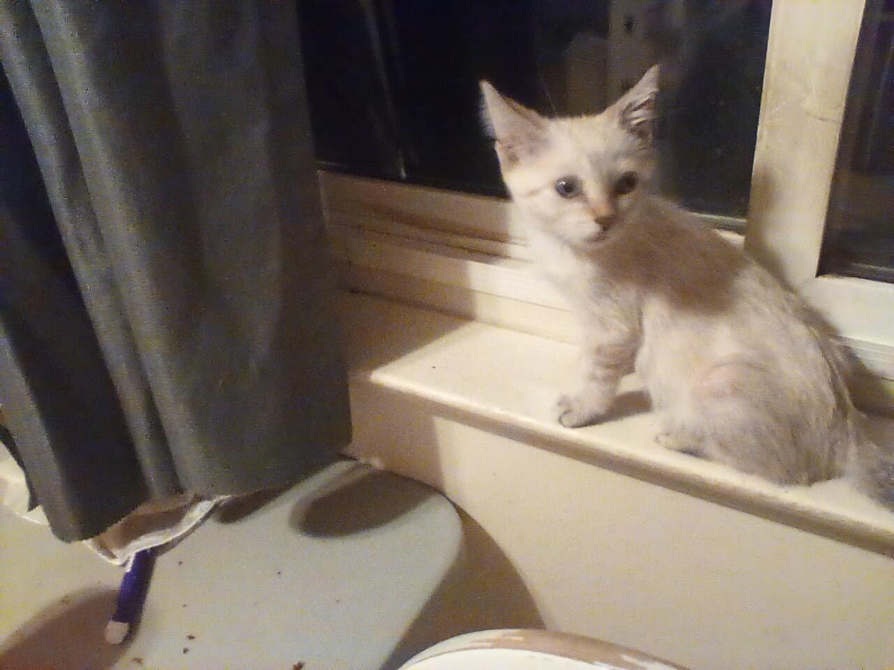 Siamese Kitten image 1