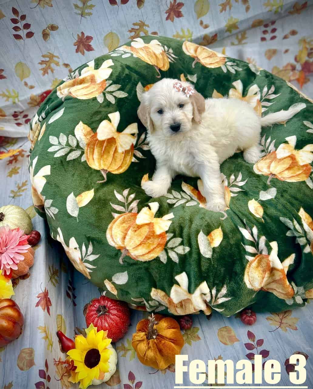 Goldendoodle Puppies Ready in 2 Weeks image 3