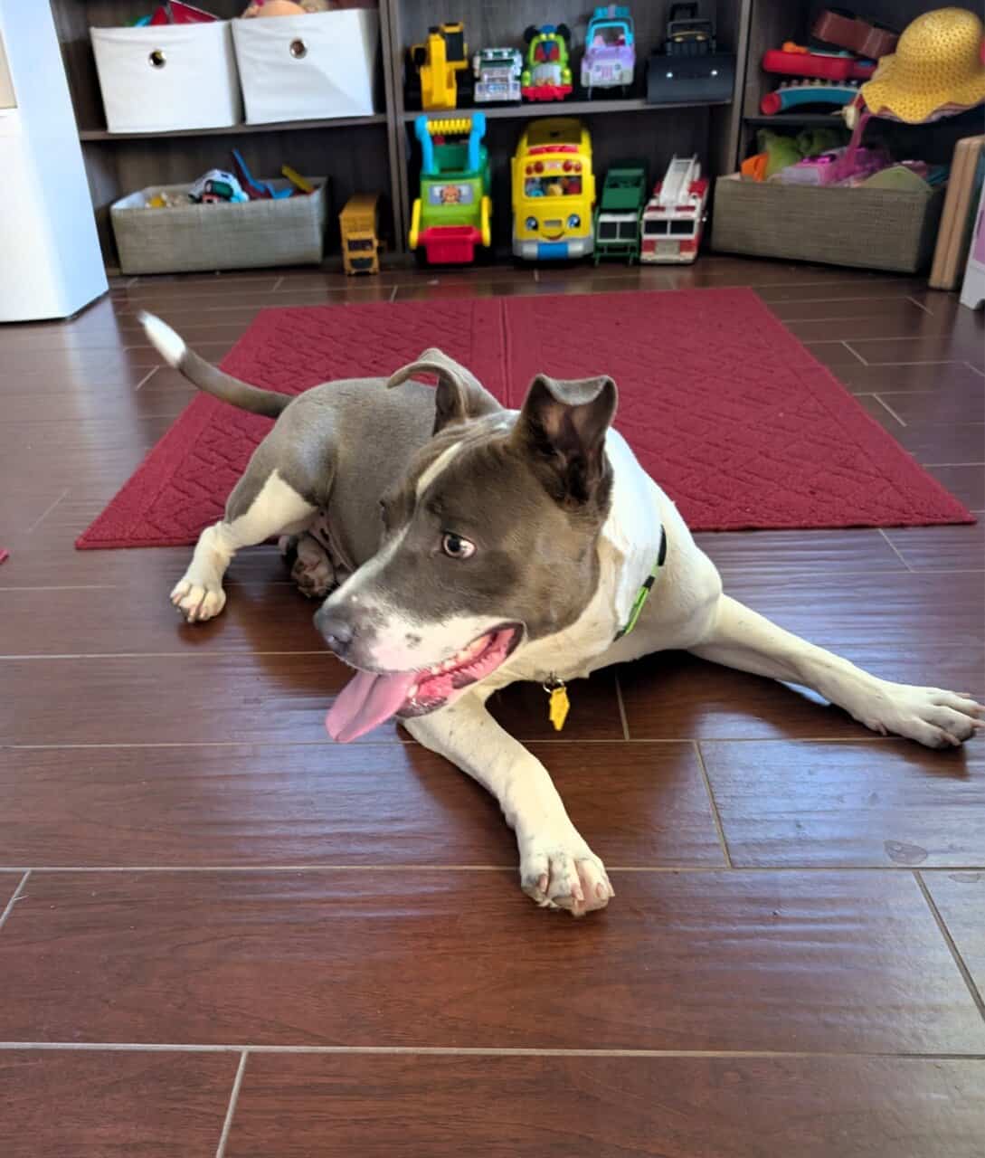 Arlo- Pit Mix image 2