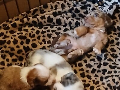 Dachshund puppies