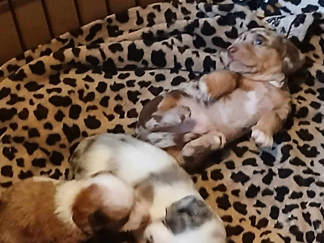 Dachshund puppies image 1